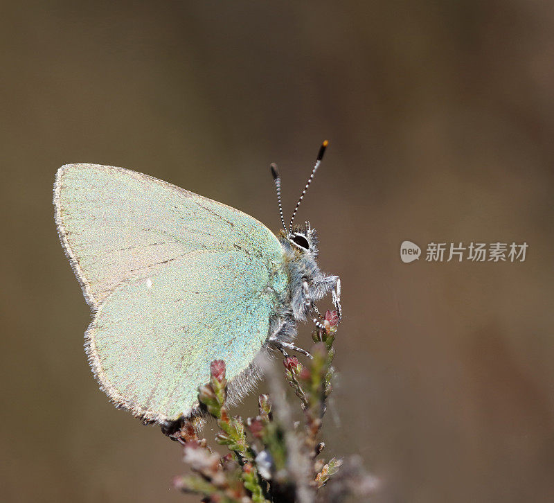 绿纹蝶(Callophrys rubi)